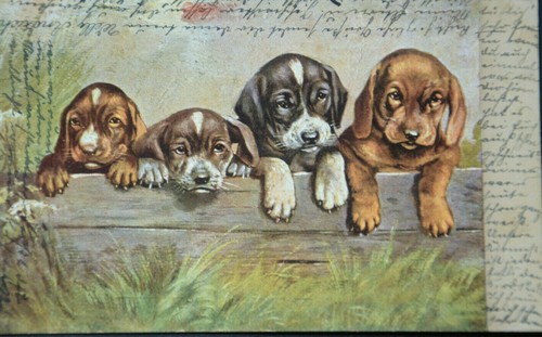 48272 cani cuccioli - 48272,