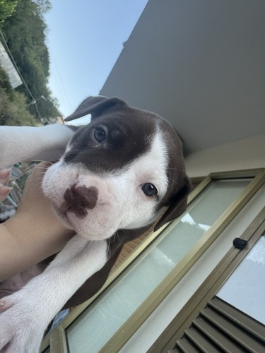 Cuccioli pitbull - cuccioli, di