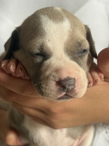 Cuccioli blue nose - cuccioli,