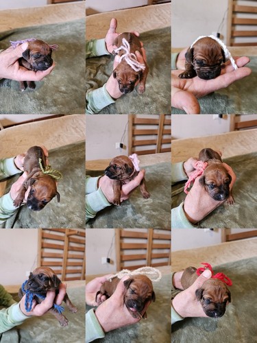 Disponibili cuccioli di - cuccioli,