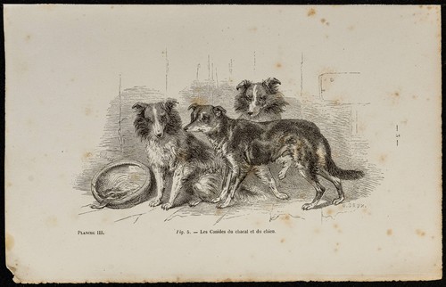 1867 cuccioli di profondità - 1867,