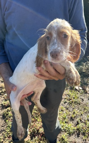 Cuccioli setter inglese - cuccioli,