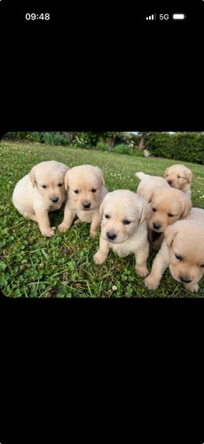 Cuccioli golden retriver - cuccioli, di